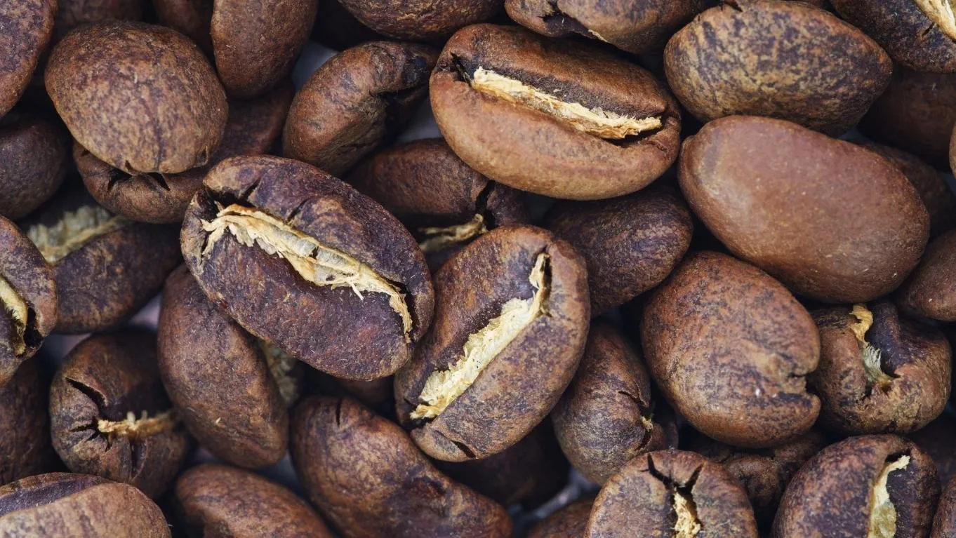 Keistimewaan Kopi Mandheling khas Sumatera yang Kaya Rasa 2 Keistimewaan kopi mandheling