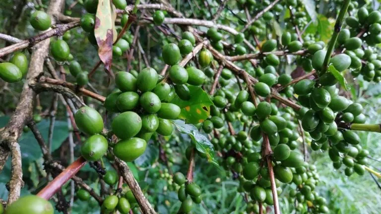Kopi Flores, Kopi Arabika dengan Cita Rasa khas Nusa Tenggara