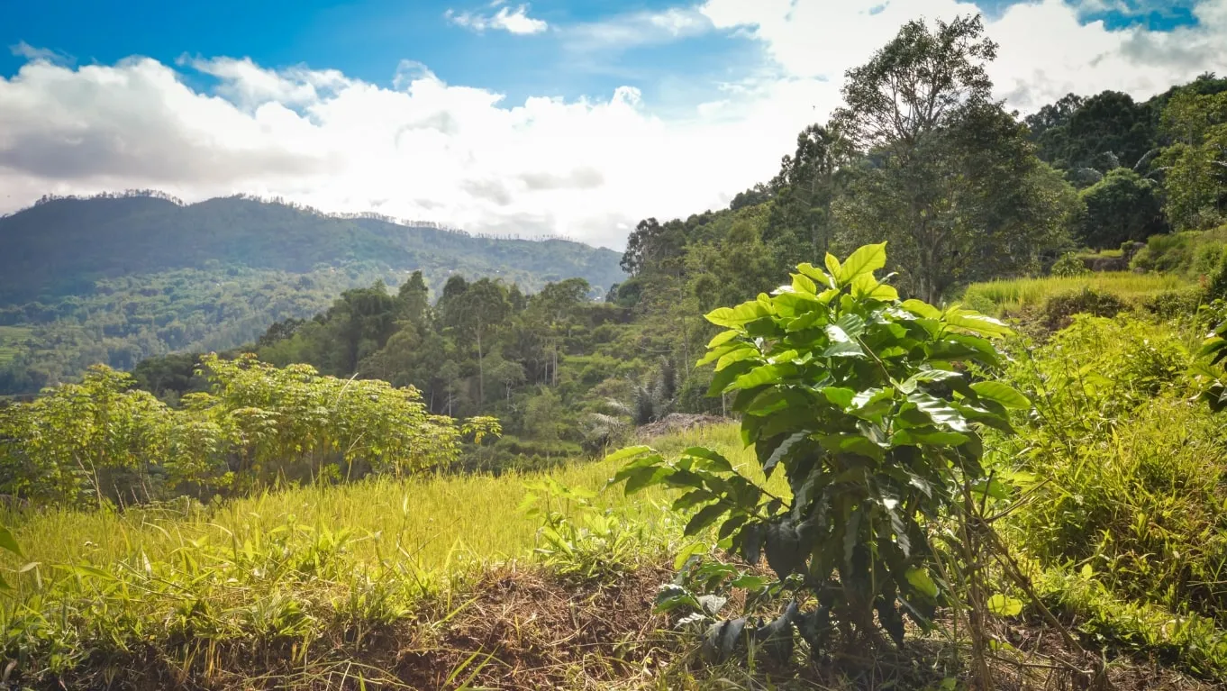 Mengenal Kopi Toraja: Sejarah, Cita Rasa, dan Keunikannya 1 perkebunan kopi di tana toraja