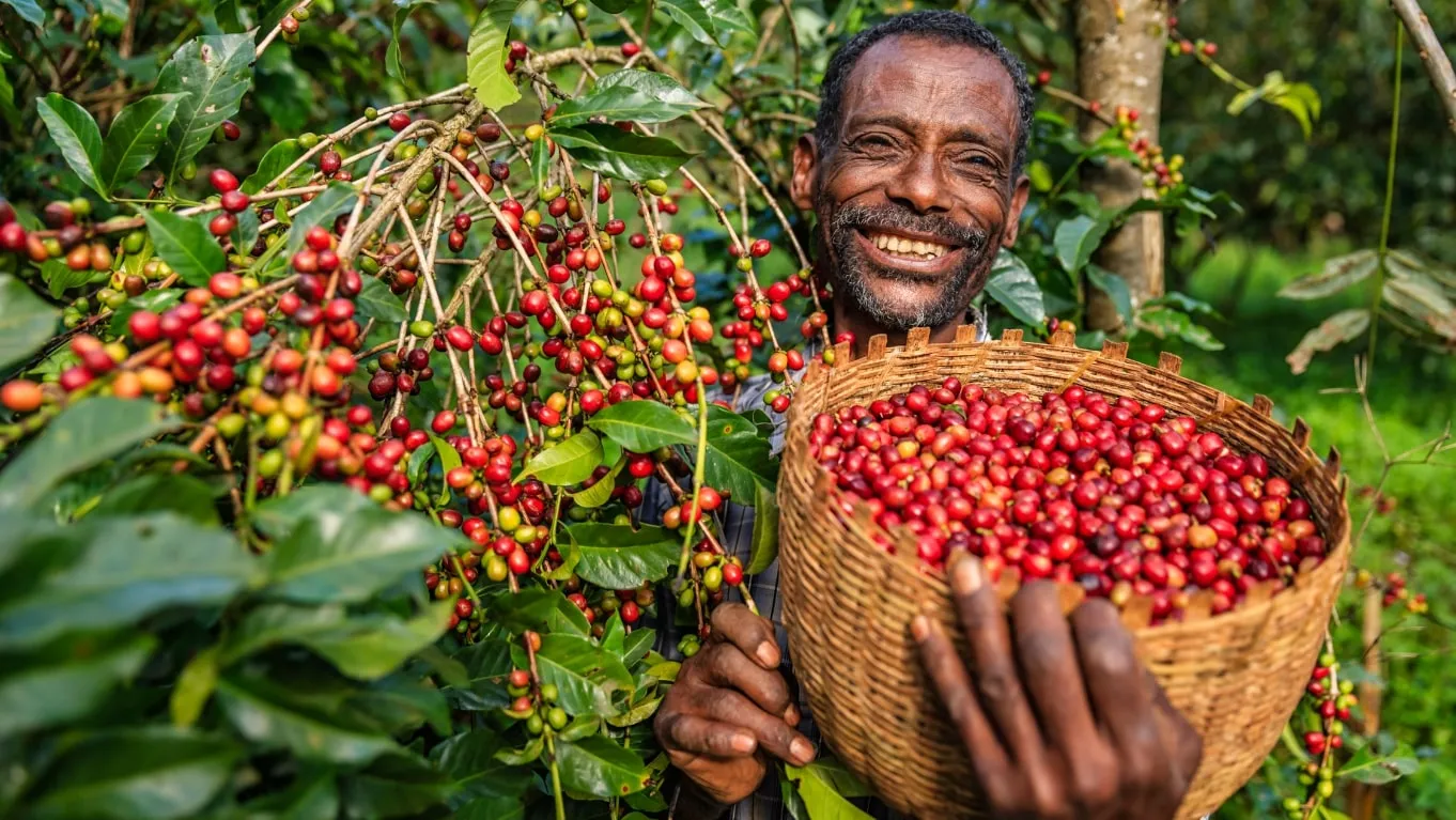 Fakta Unik dan Menarik Tentang Kopi yang Perlu Kamu Tahu! 1 asal usul kopi ethiopia