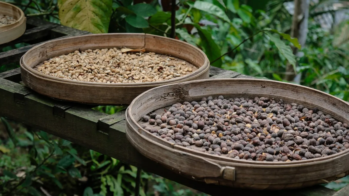 Fakta Unik dan Menarik Tentang Kopi yang Perlu Kamu Tahu! 3 fakta tentang kopi indonesia